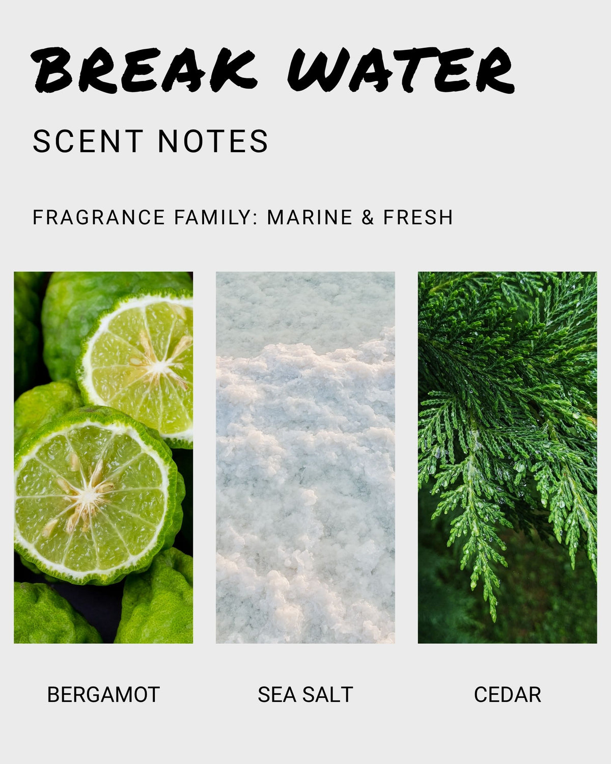 Break Water body wash scent notes featuring bergamot citrus slices, sea salt crystals, and cedar evergreen branches.